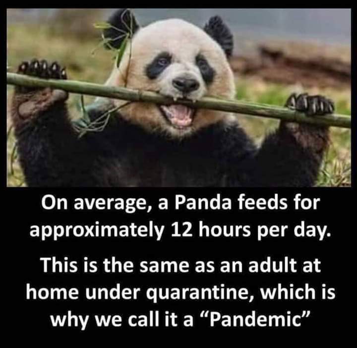 en panda äter 12 timmar om dagen